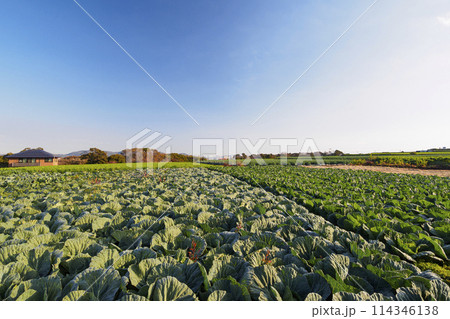 三浦半島の春の大根・キャベツ畑が見える風景 三浦半島の春の大根・キャベツ畑が見える風景 114346138
