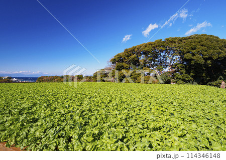 三浦半島の春の大根・キャベツ畑が見える風景 114346148