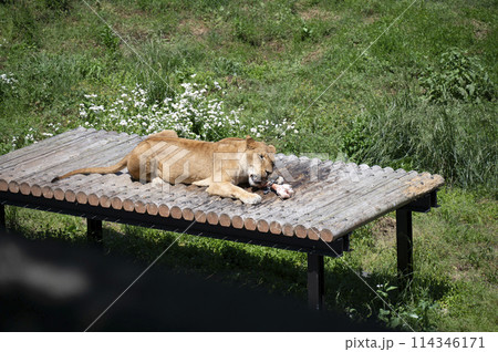 餌にむしゃぶりつくメスライオン 114346171