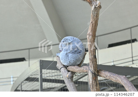 寝ているコアラ　多摩動物公園 114346207