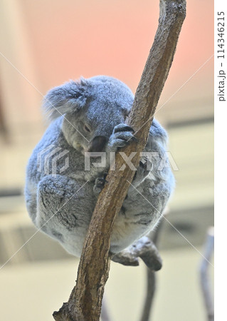 寝ているコアラ　多摩動物公園 114346215