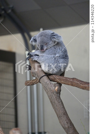 寝ているコアラ　多摩動物公園 114346220