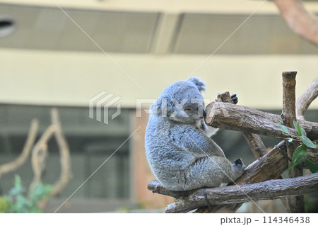 ぼーっとするコアラ 多摩動物公園 ぼーっとするコアラ 多摩動物公園 114346438