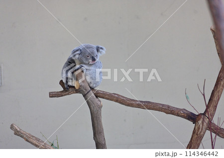 ぼーっとするコアラ 多摩動物公園 ぼーっとするコアラ 多摩動物公園 114346442