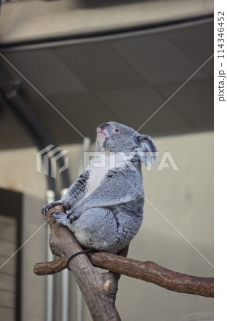 ぼーっとするコアラ　多摩動物公園 114346452