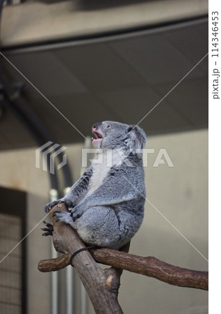 あくびをするコアラ　多摩動物公園 114346453