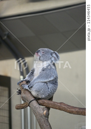 ぼーっとするコアラ　多摩動物公園 114346455