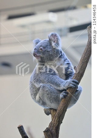 ぼーっとするコアラ　多摩動物公園 114346458