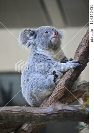 ぼーっとするコアラ　多摩動物公園 114346459