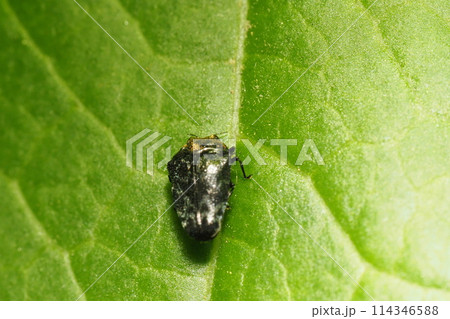 クズノチビタマムシ クズノチビタマムシ 114346588