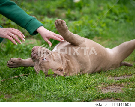 American Bully puppy playing with human hands. The dog lies on its back with its paws outstretched. A dog's love for its owner 114346603