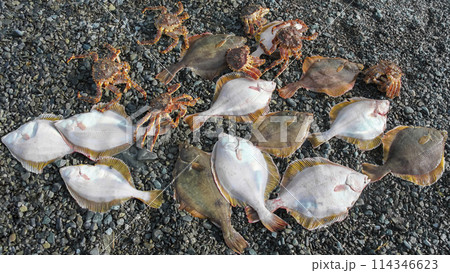 Yellowfin flounder fish and Kamchatka crabs on the rocky seashore. Yellowfin flounder fish and Kamchatka crabs on the rocky seashore. 114346623