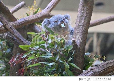 ユーカリの葉を食べるコアラ 多摩動物公園 ユーカリの葉を食べるコアラ 多摩動物公園 114346738