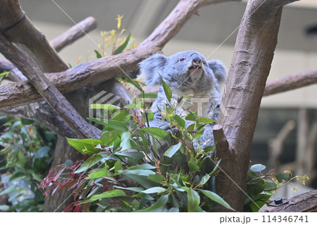 ユーカリの葉を食べるコアラ　多摩動物公園 114346741