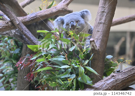 ユーカリの葉を食べるコアラ 多摩動物公園 ユーカリの葉を食べるコアラ 多摩動物公園 114346742