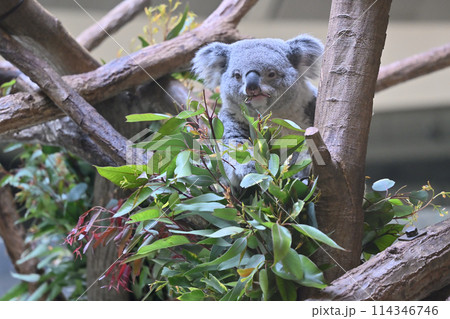 ユーカリの葉を食べるコアラ　多摩動物公園 114346746