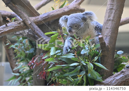 ユーカリの葉を食べるコアラ　多摩動物公園 114346750