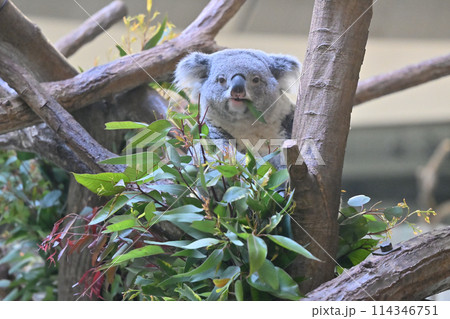 ユーカリの葉を食べるコアラ　多摩動物公園 114346751