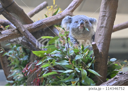 ユーカリの葉を食べるコアラ 多摩動物公園 ユーカリの葉を食べるコアラ 多摩動物公園 114346752