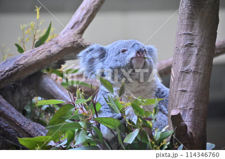 ユーカリの葉を食べるコアラ　多摩動物公園 114346760