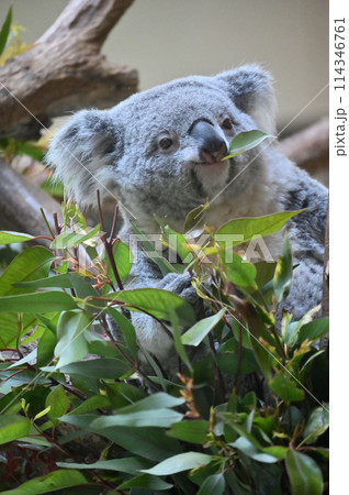 ユーカリの葉を食べるコアラ　多摩動物公園 114346761