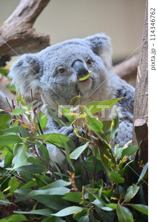 ユーカリの葉を食べるコアラ 多摩動物公園 ユーカリの葉を食べるコアラ 多摩動物公園 114346762