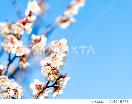 春の訪れを告げる満開の清楚な白梅 114346778