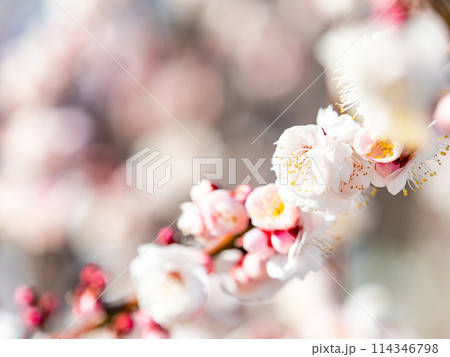 春の訪れを告げる満開の清楚な白梅 114346798