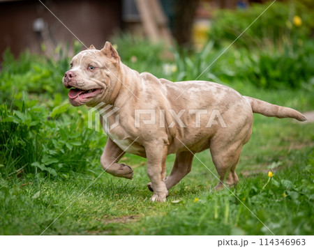 Beautiful American Bully puppy running among green grass. A purebred beige dog runs swiftly in nature. Beautiful American Bully puppy running among green grass. A purebred beige dog runs swiftly in nature. 114346963