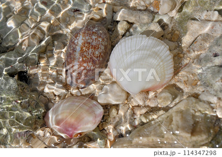 沖縄の透明度の高い海の中の貝殻 沖縄の透明度の高い海の中の貝殻 114347298