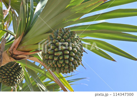 青空とアダンの実 114347300