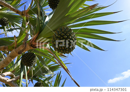 青空とアダンの実2 114347301