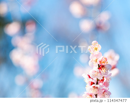 新春を告げる満開の清楚でかわいい淡いピンクの紅梅 114347477