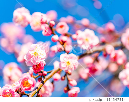 新春を告げる満開の清楚でかわいい淡いピンクの紅梅 114347514