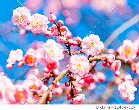 新春を告げる満開の清楚でかわいい淡いピンクの紅梅 新春を告げる満開の清楚でかわいい淡いピンクの紅梅 114347517
