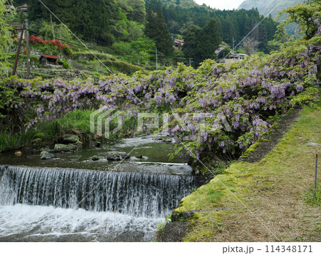 徳地三谷の愛の藤橋 徳地三谷の愛の藤橋 114348171