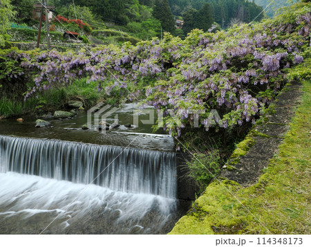 徳地三谷の愛の藤橋 徳地三谷の愛の藤橋 114348173