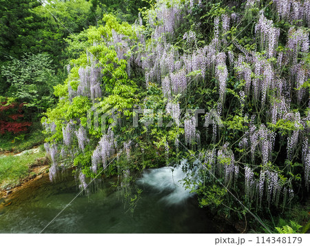 山口市仁保一貫野の藤 山口市仁保一貫野の藤 114348179