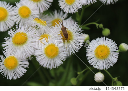 春の野原に咲くハルジオンの花に止まるホソハリカメムシ 114348273