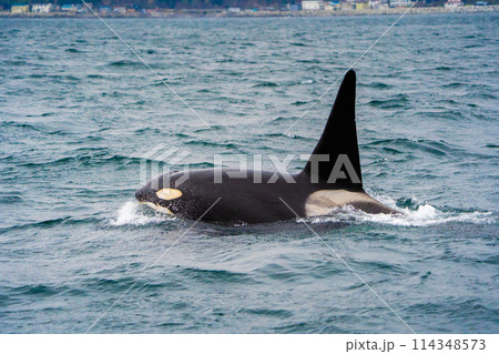 【北海道•知床】羅臼沖を回遊する野生のシャチ 114348573