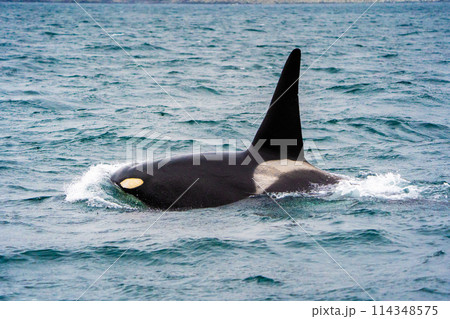 【北海道•知床】羅臼沖を回遊する野生のシャチ 114348575