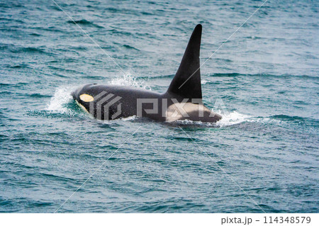 【北海道•知床】羅臼沖を回遊する野生のシャチ 114348579