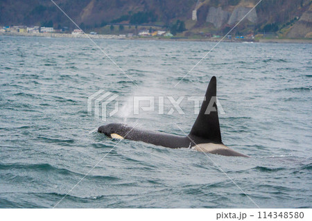 【北海道•知床】羅臼沖を回遊する野生のシャチ 114348580