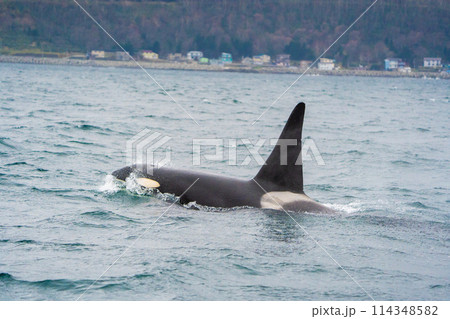 【北海道•知床】羅臼沖を回遊する野生のシャチ 114348582