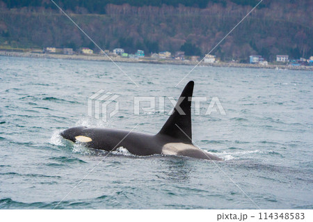 【北海道•知床】羅臼沖を回遊する野生のシャチ 114348583