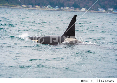 【北海道•知床】羅臼沖を回遊する野生のシャチ 【北海道•知床】羅臼沖を回遊する野生のシャチ 114348585