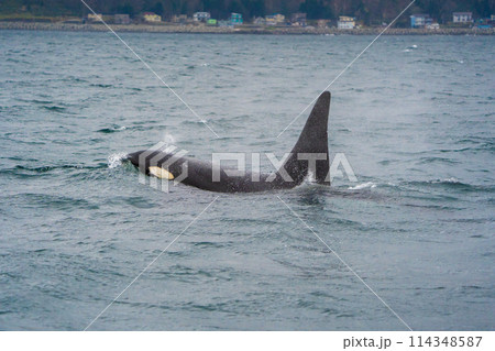 【北海道•知床】羅臼沖を回遊する野生のシャチ 【北海道•知床】羅臼沖を回遊する野生のシャチ 114348587