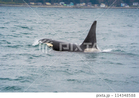 【北海道•知床】羅臼沖を回遊する野生のシャチ 114348588