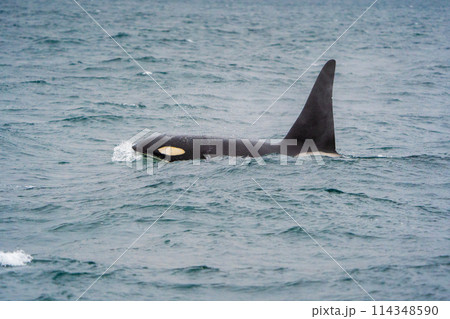 【北海道•知床】羅臼沖を回遊する野生のシャチ 114348590