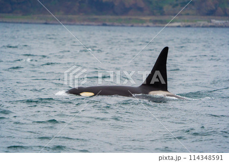 【北海道•知床】羅臼沖を回遊する野生のシャチ 114348591